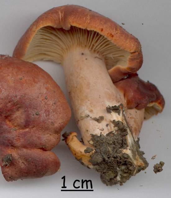 Lactarius fulvissimus